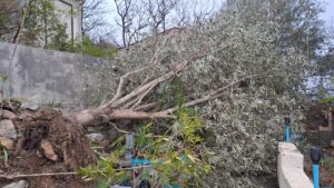 my olive tree